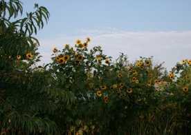 28.08.2011 Dziękczynienie za plony Gózd Lipiński